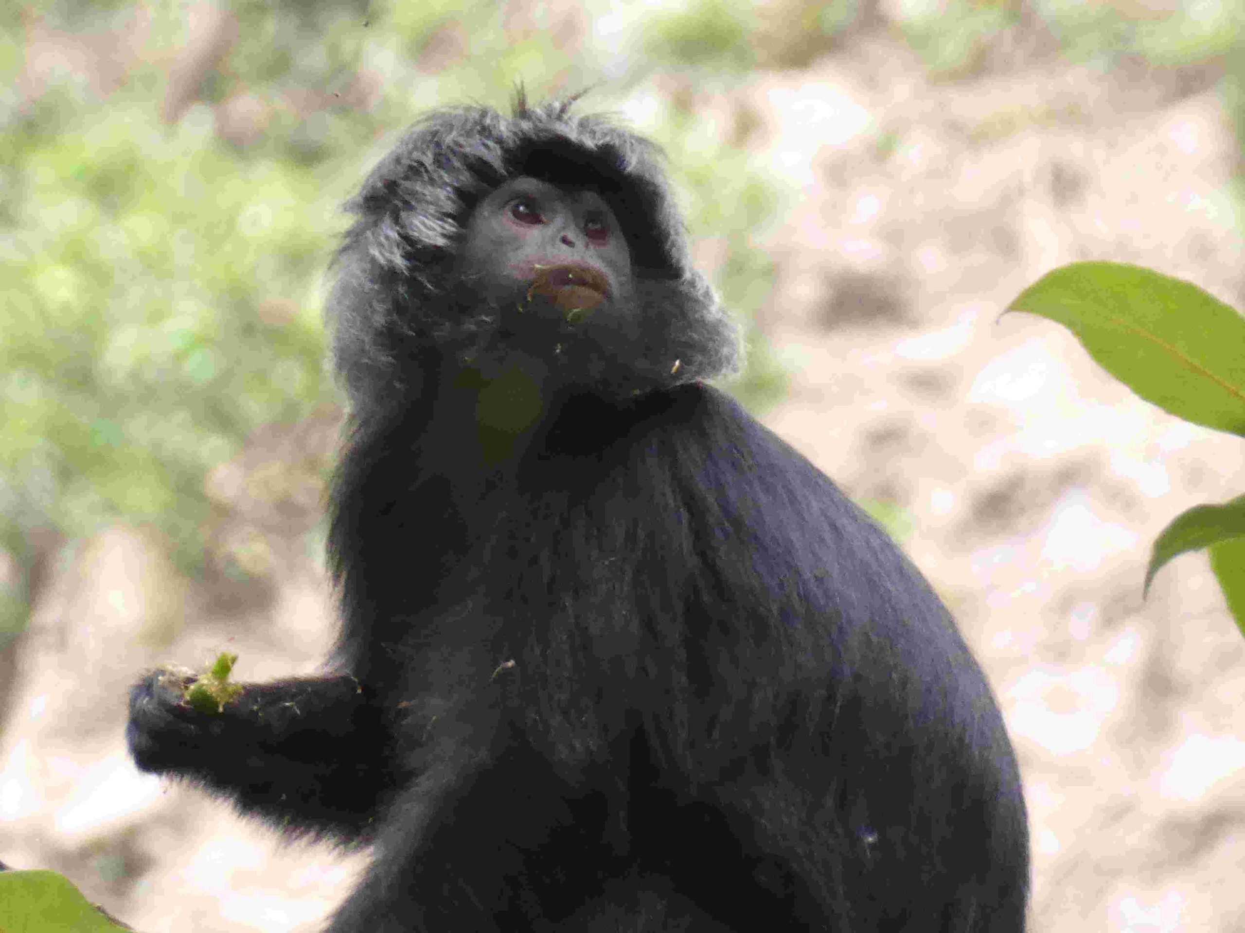 The Javan Lutung, or Ebony Leaf Monkey